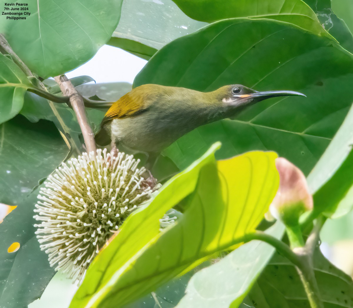 Naked-faced Spiderhunter - ML620224202