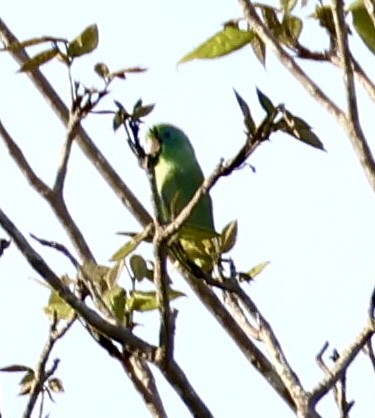 Spectacled Parrotlet - ML620224207