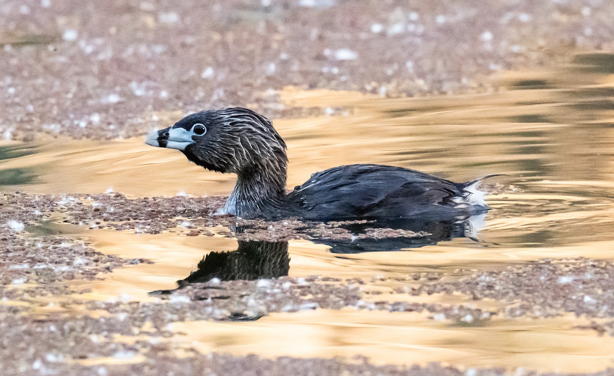 Pied-billed Grebe - ML620224208