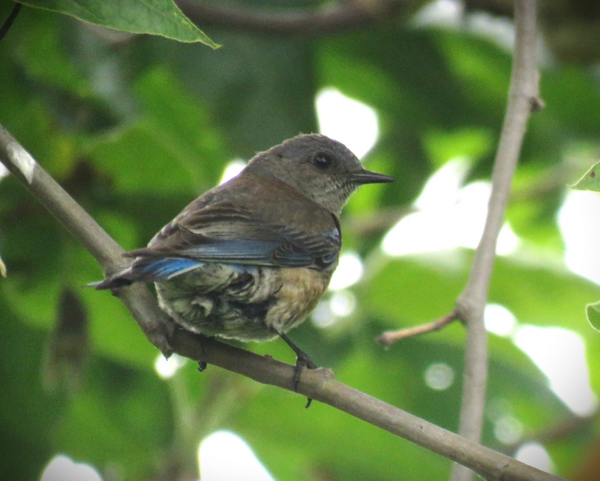 Western Bluebird - ML620224218