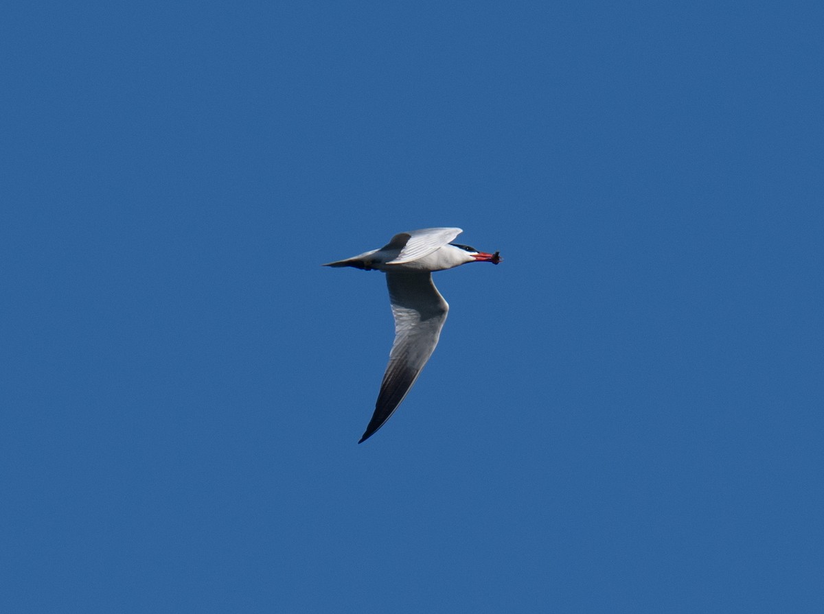 Caspian Tern - ML620224225