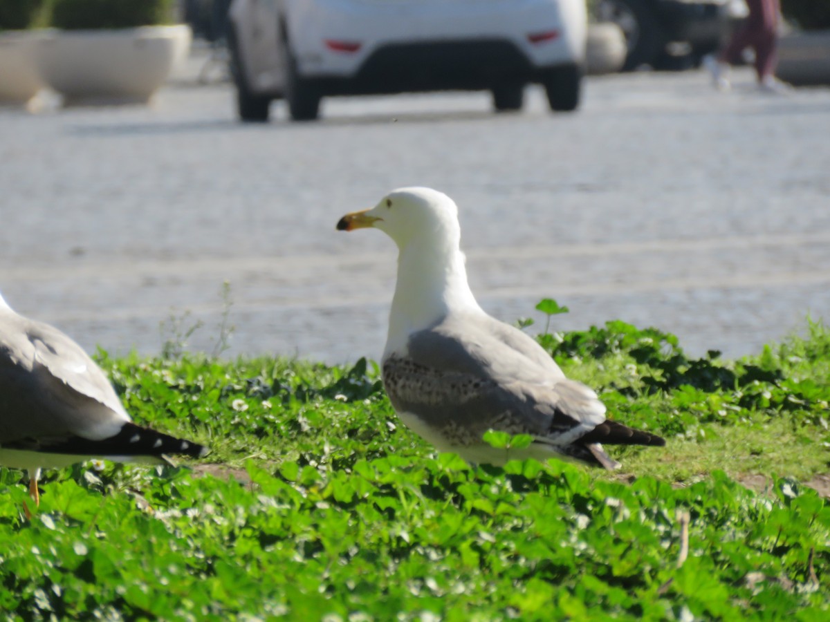 Yellow-legged Gull - ML620224244