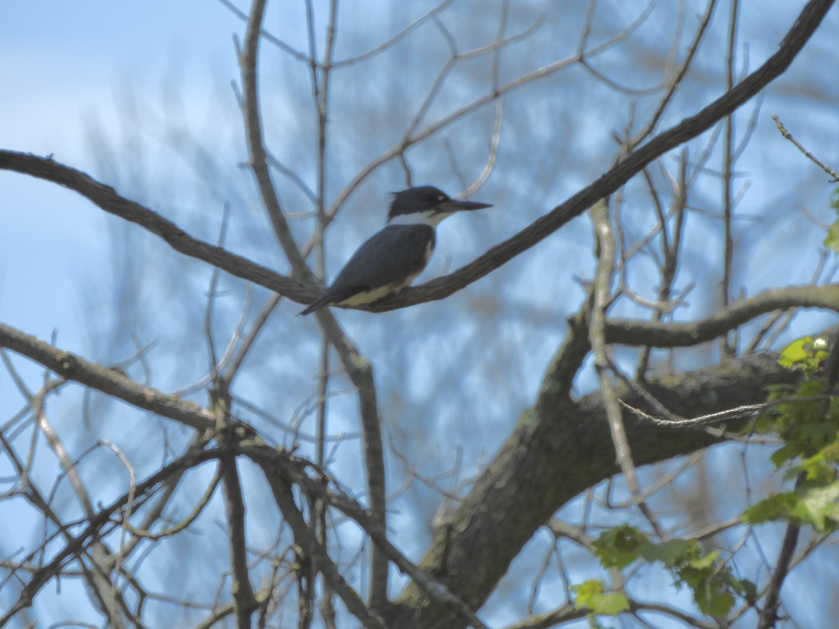 Belted Kingfisher - William McClellan