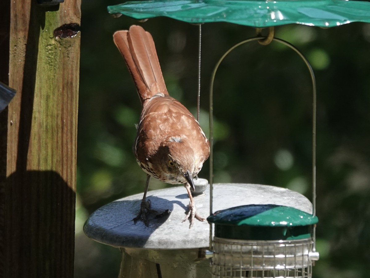 Brown Thrasher - ML620224262