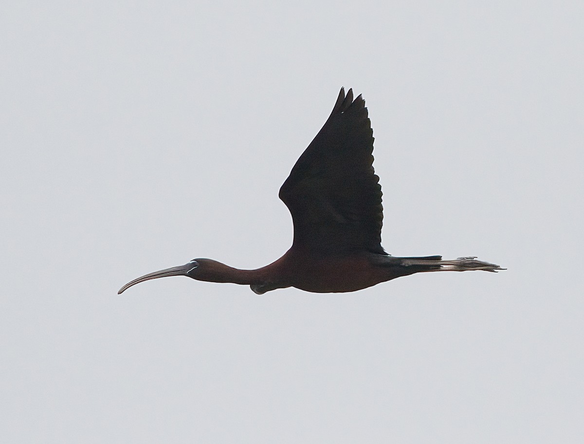 ibis hnědý - ML620224265