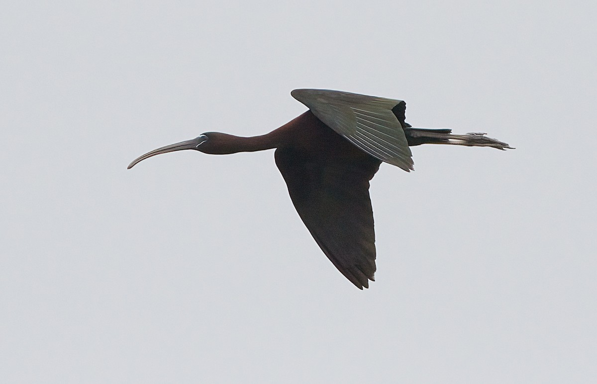 Glossy Ibis - ML620224266