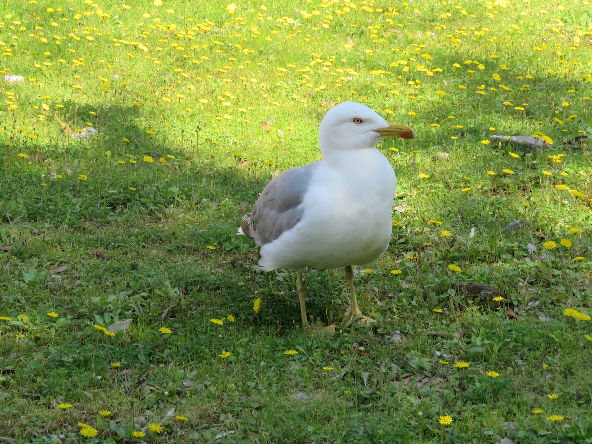 Yellow-legged Gull - ML620224267