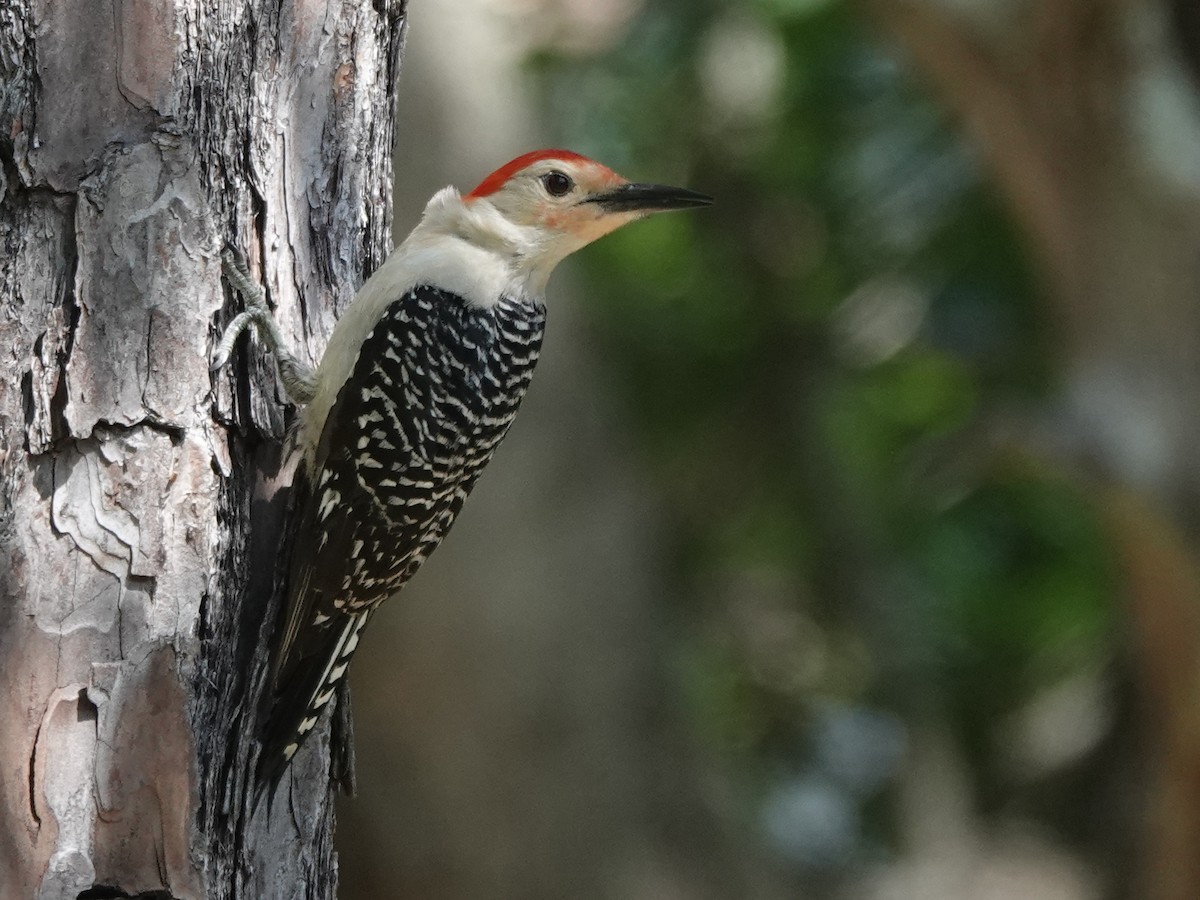 Red-bellied Woodpecker - ML620224268