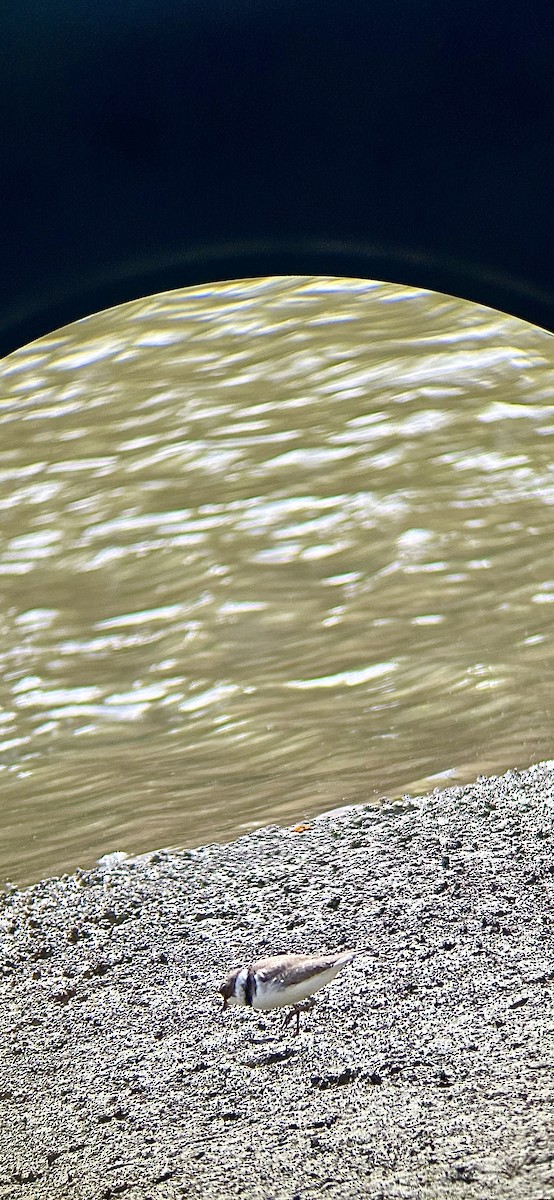 Semipalmated Plover - ML620224270