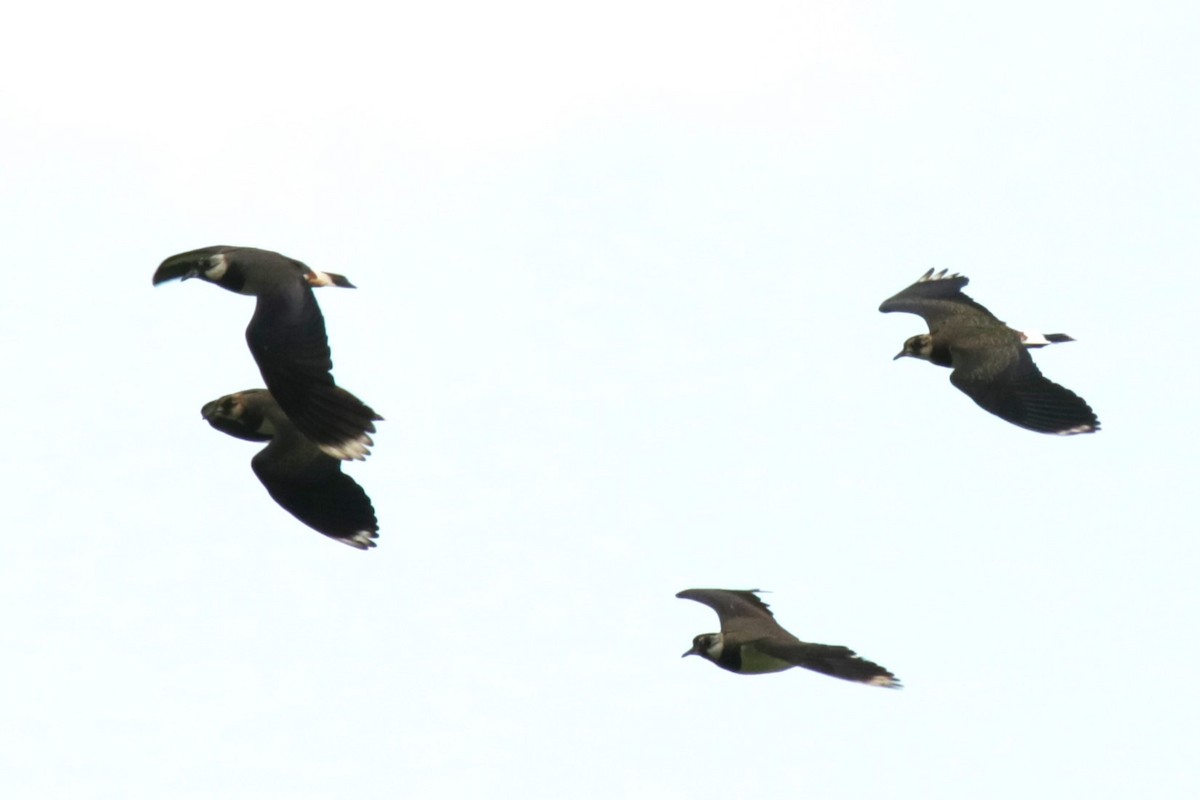 Northern Lapwing - ML620224275