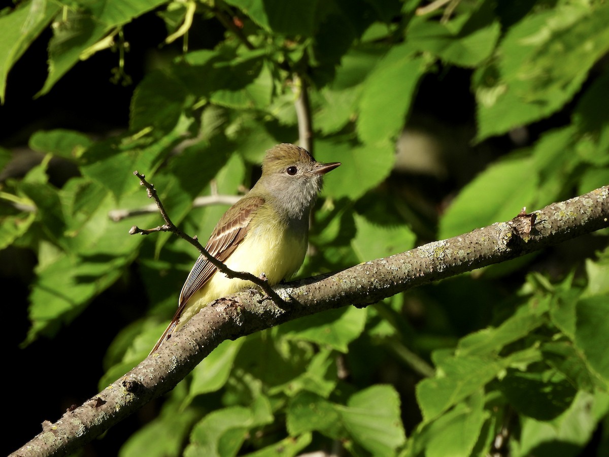 Great Crested Flycatcher - ML620224276