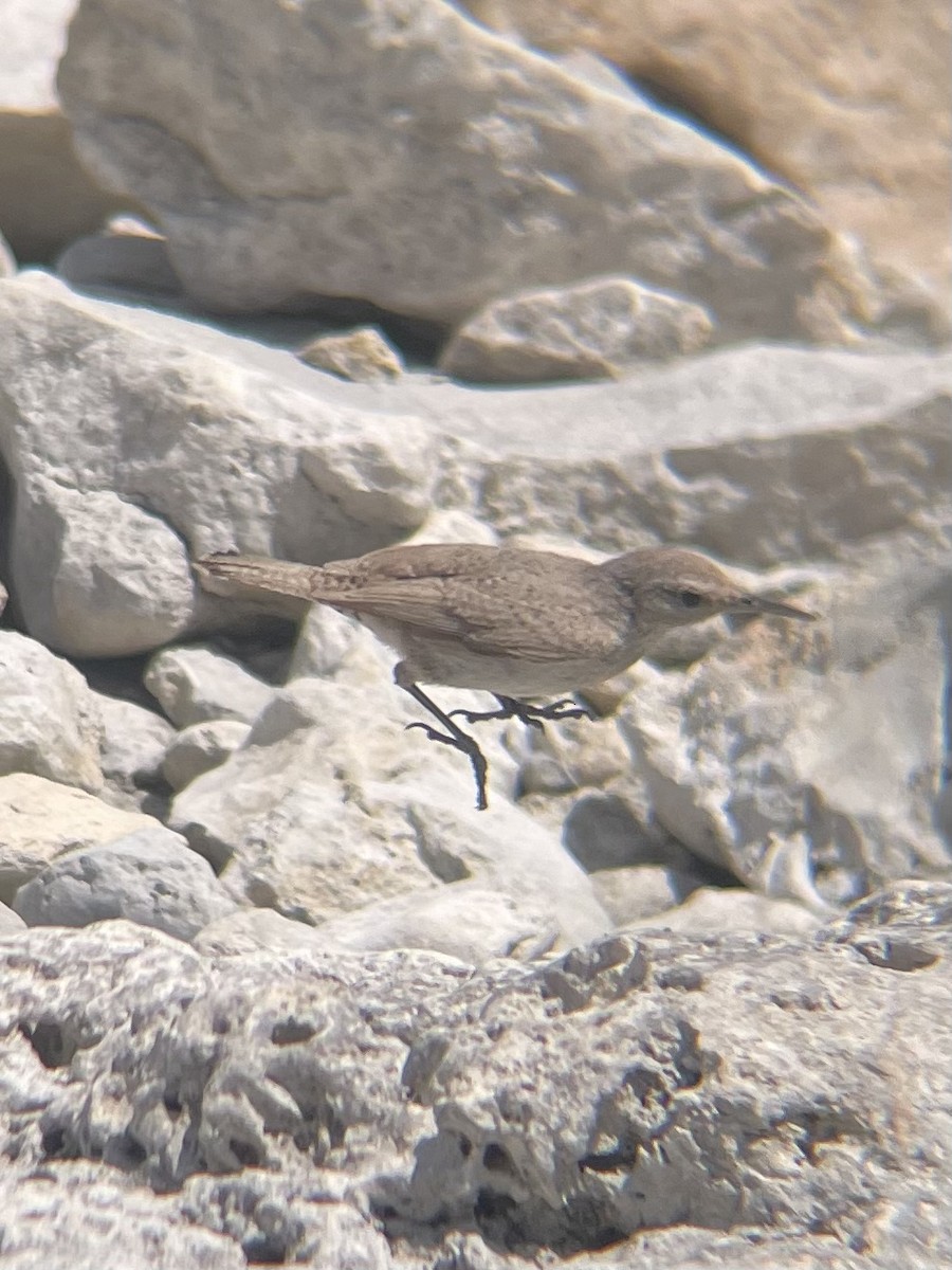 Rock Wren - ML620224279