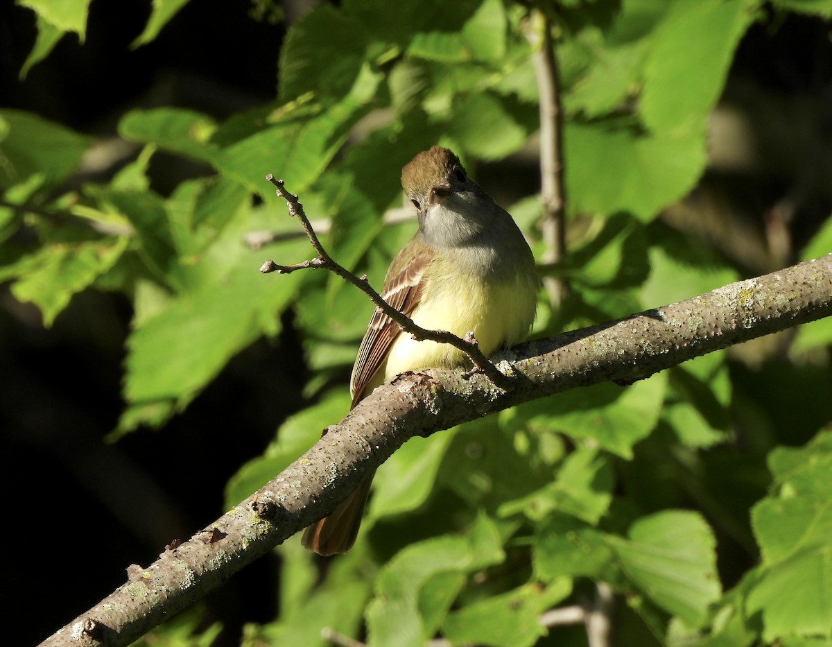 Great Crested Flycatcher - ML620224283