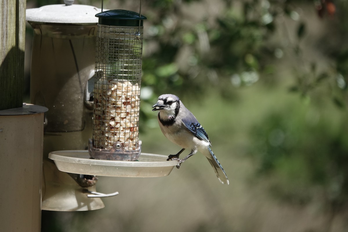 Blue Jay - ML620224288