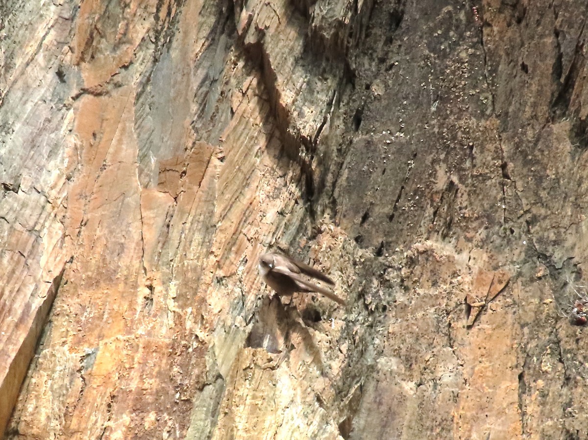 Eurasian Crag-Martin - ML620224295