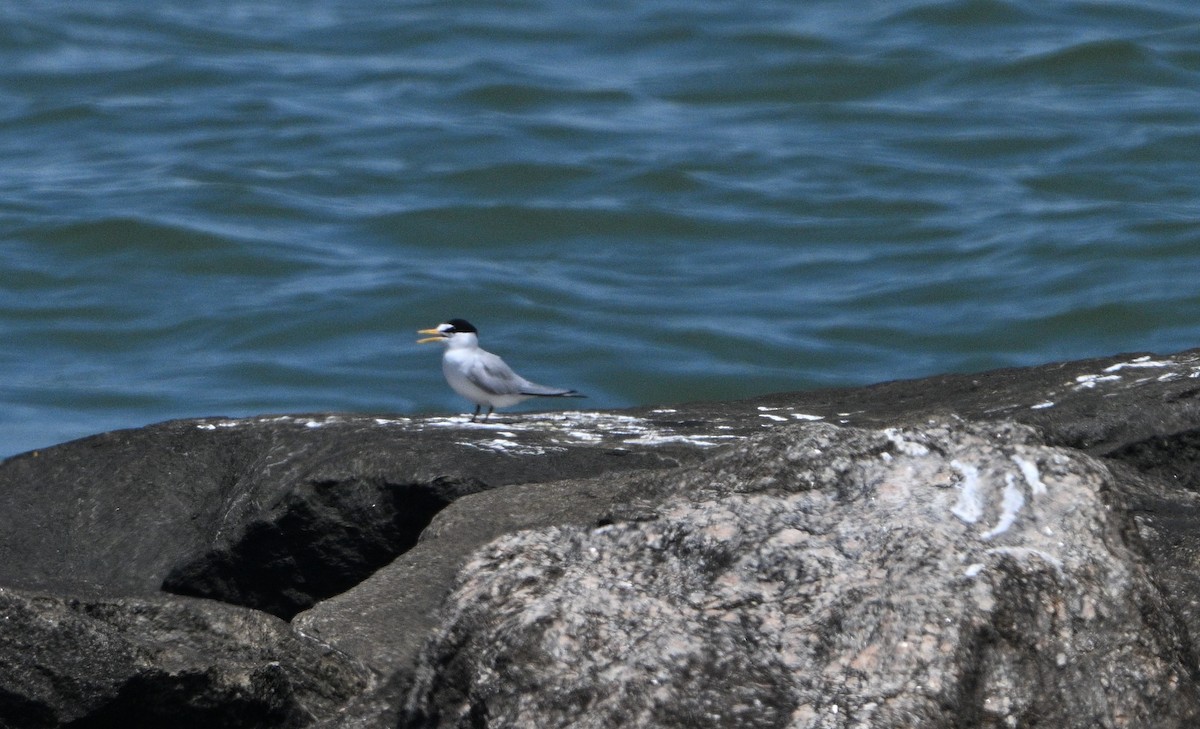 Least Tern - ML620224302