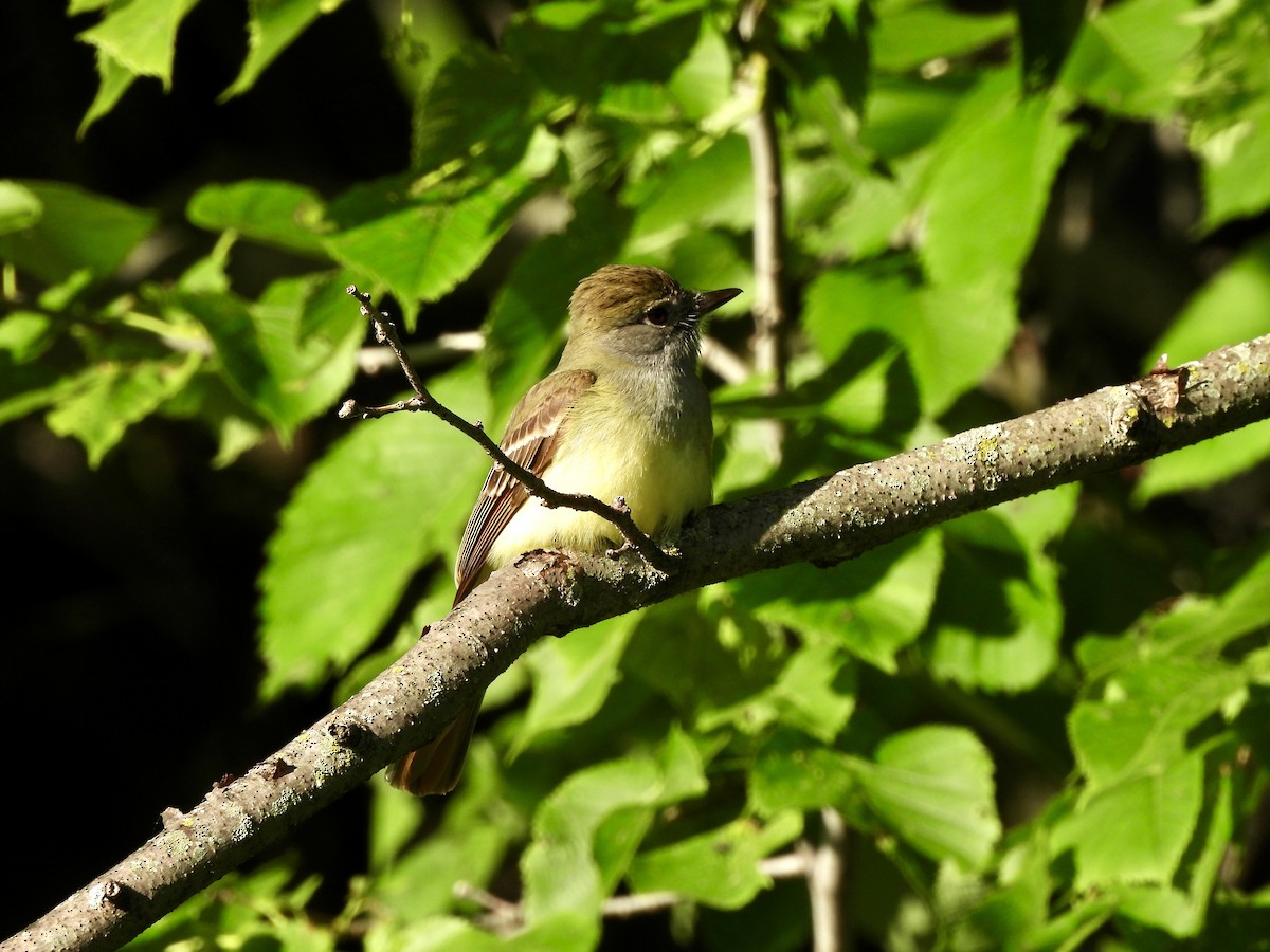 Great Crested Flycatcher - ML620224304