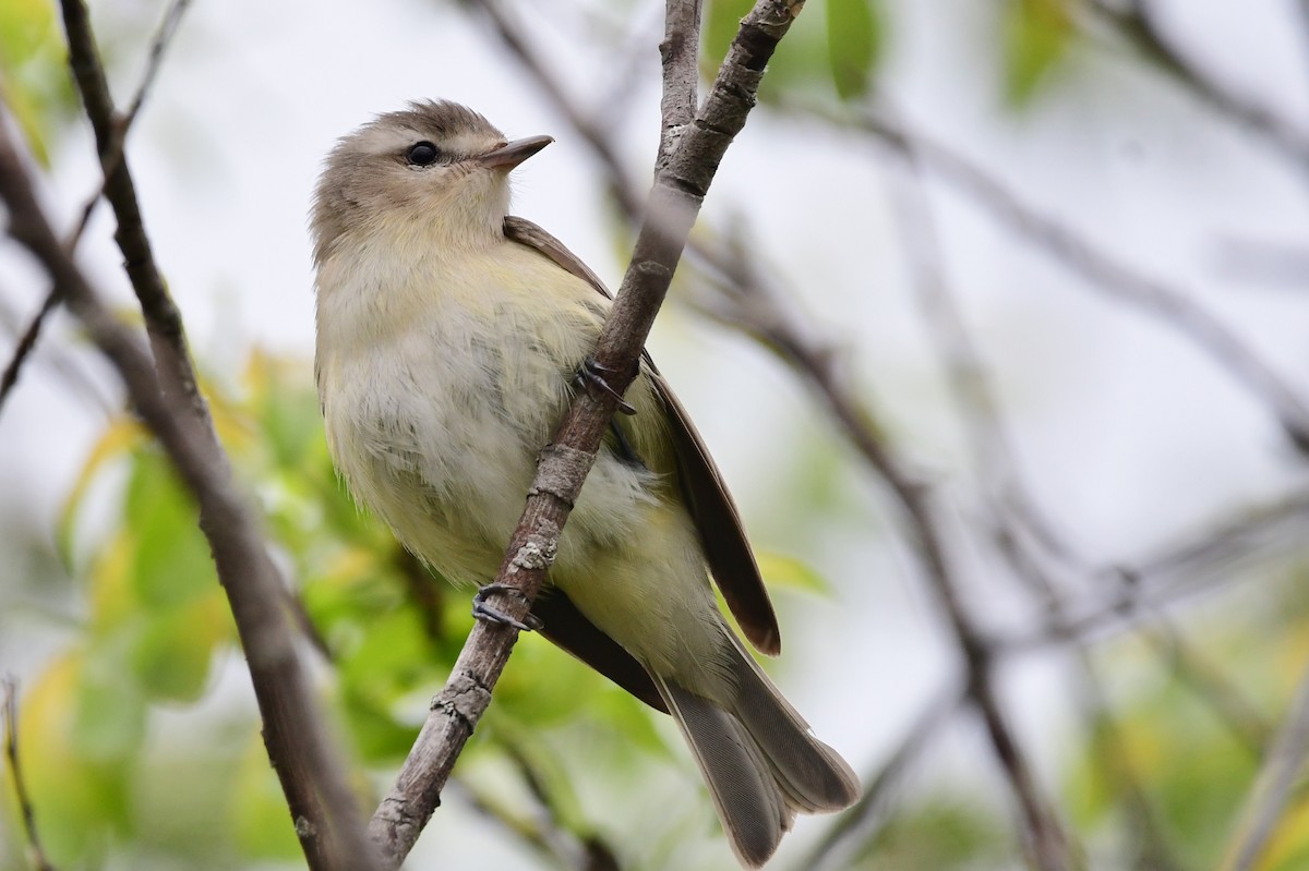 Warbling Vireo - ML620224307