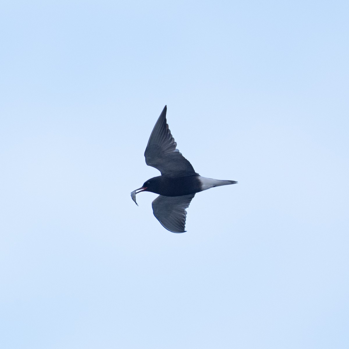 Black Tern - ML620224308