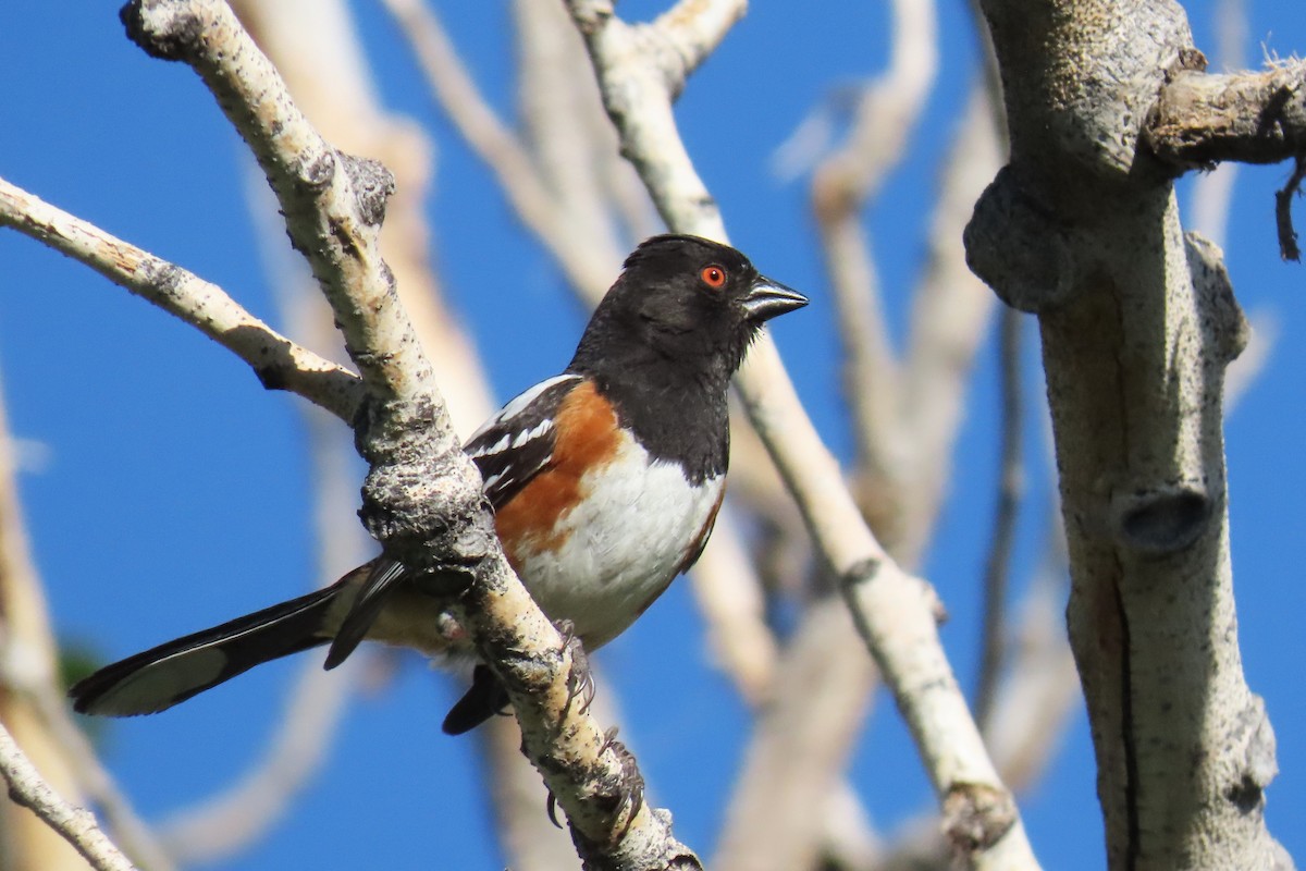 Spotted Towhee (maculatus Group) - ML620224318