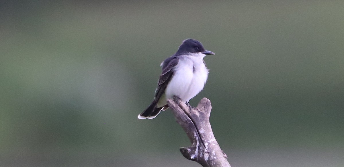 Eastern Kingbird - ML620224320