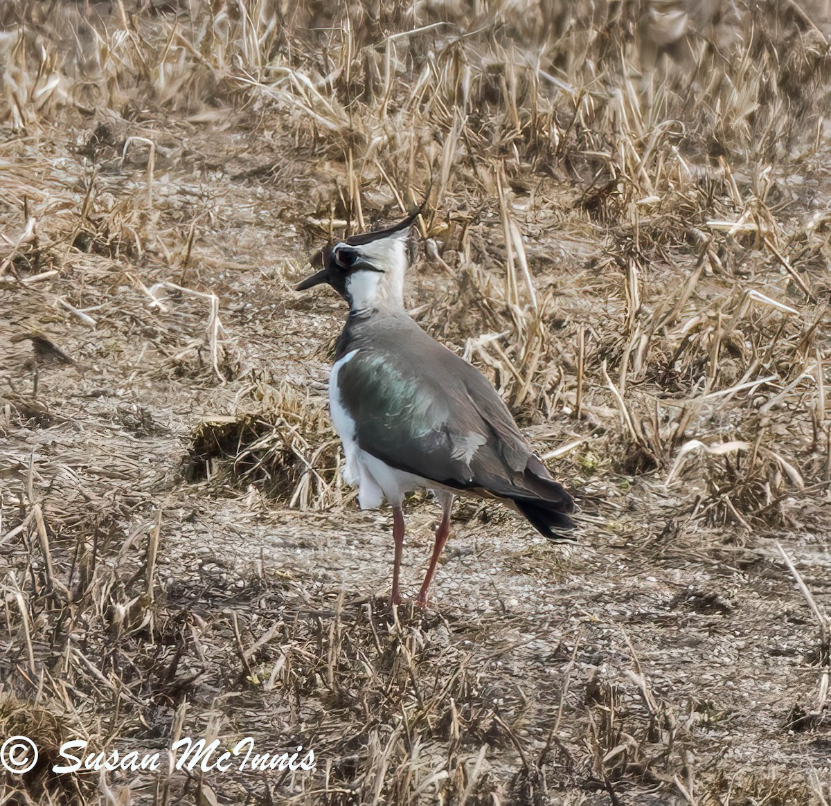 Northern Lapwing - ML620224321