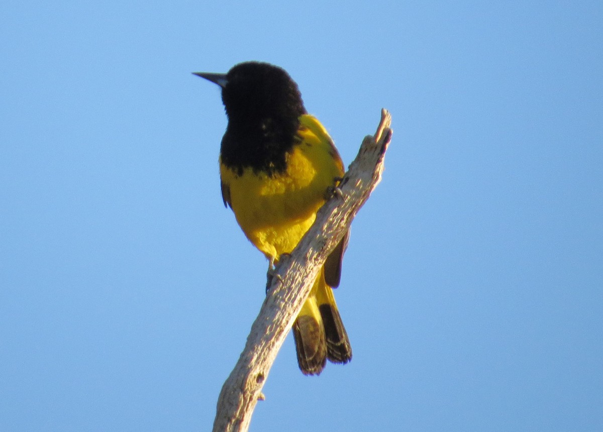 Scott's Oriole - ML620224325