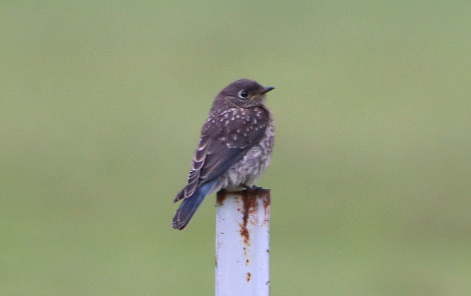 Eastern Bluebird - ML620224327