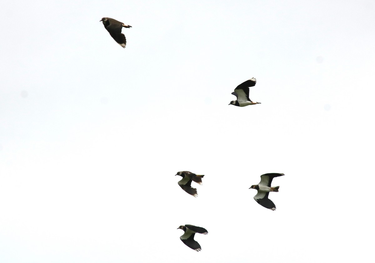 Northern Lapwing - ML620224332