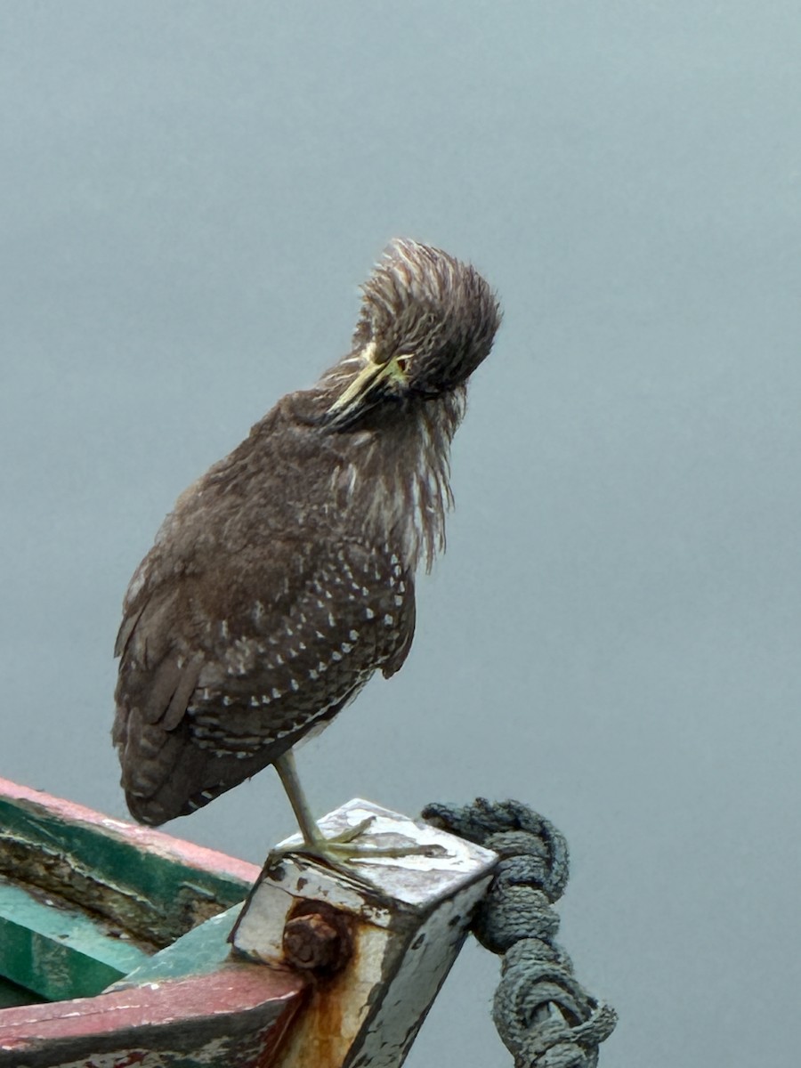 Black-crowned Night Heron - ML620224339