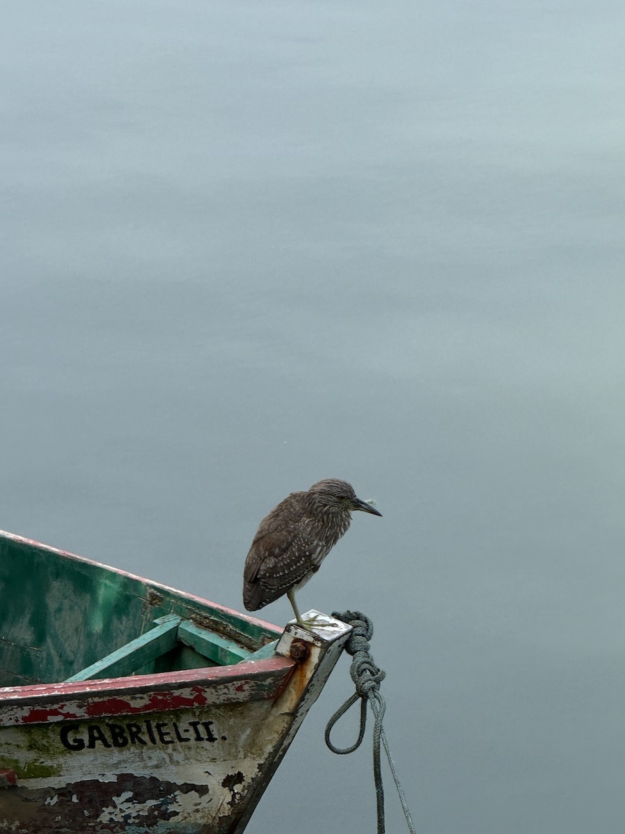 Black-crowned Night Heron - ML620224341