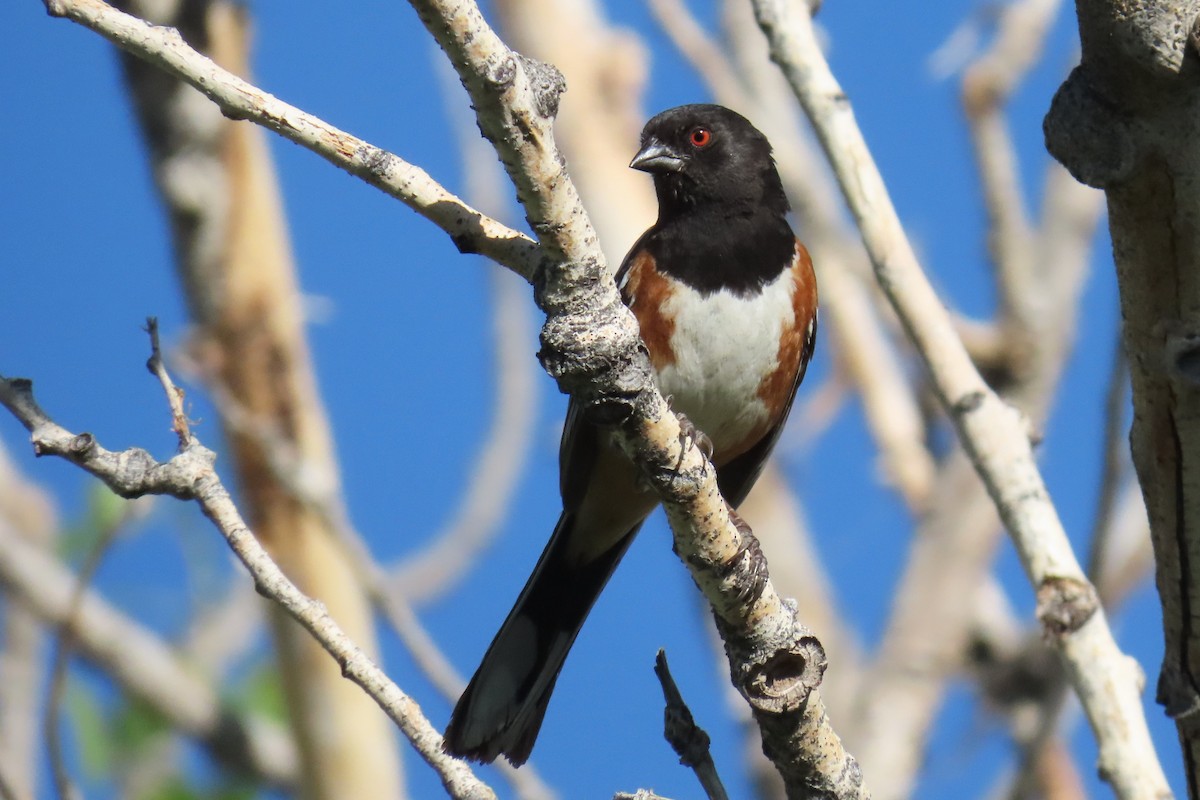 Spotted Towhee (maculatus Group) - ML620224342