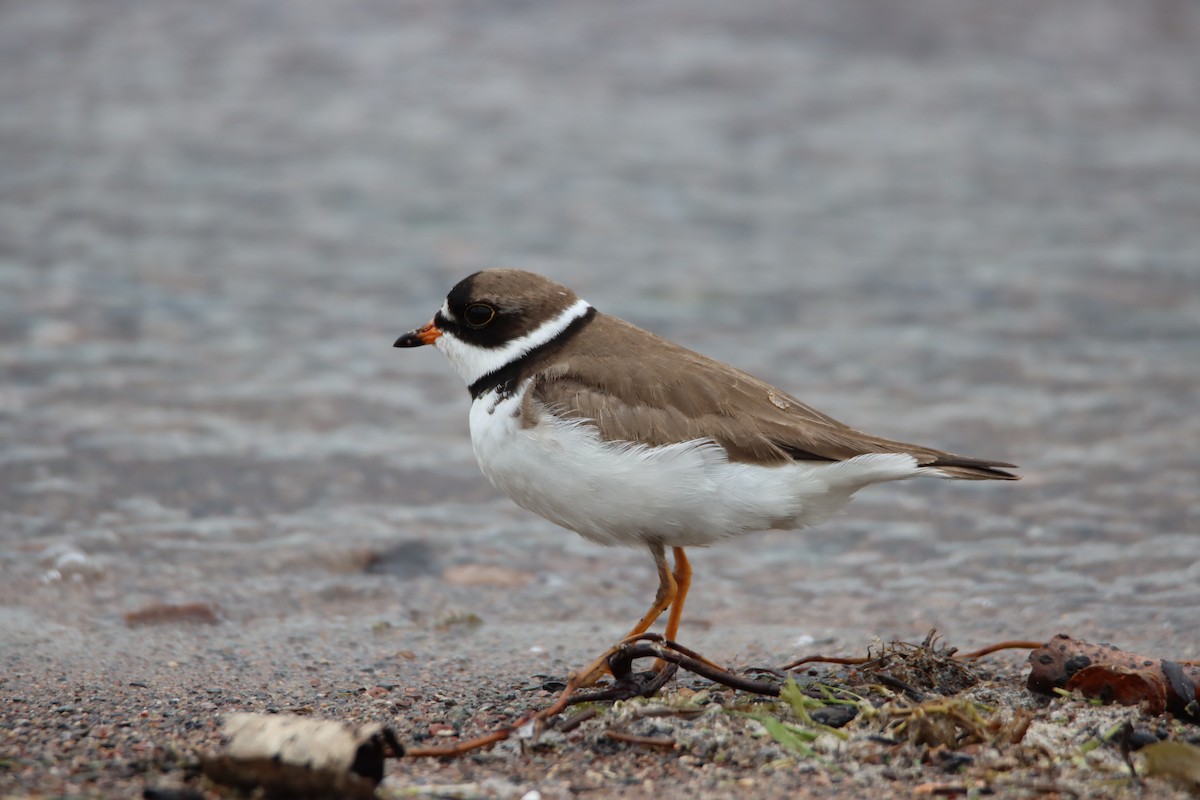 Semipalmated Plover - ML620224379