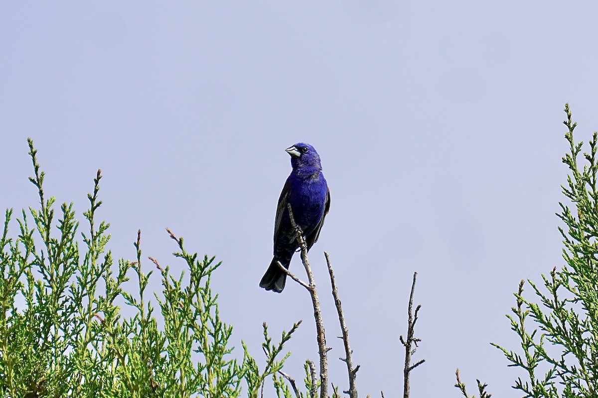 Blue Grosbeak - ML620224385