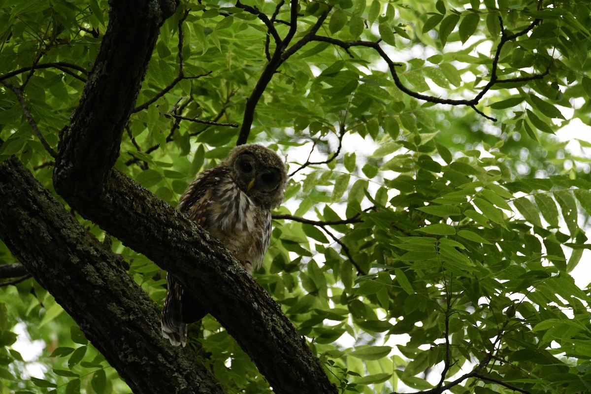 Barred Owl - ML620224406