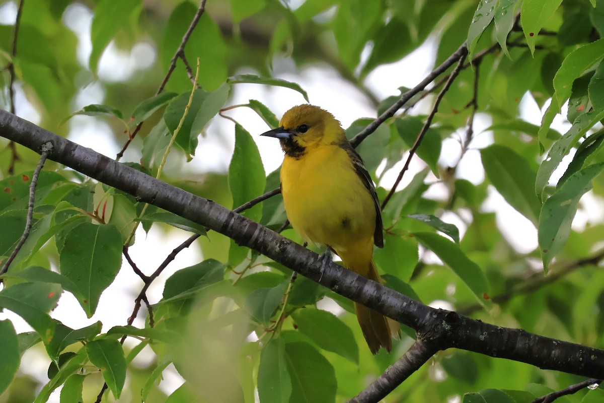 Orchard Oriole - ML620224414