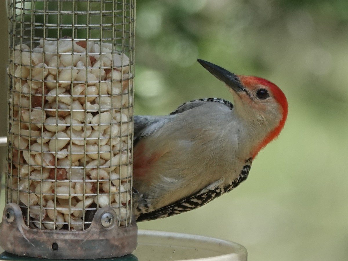 Red-bellied Woodpecker - ML620224424