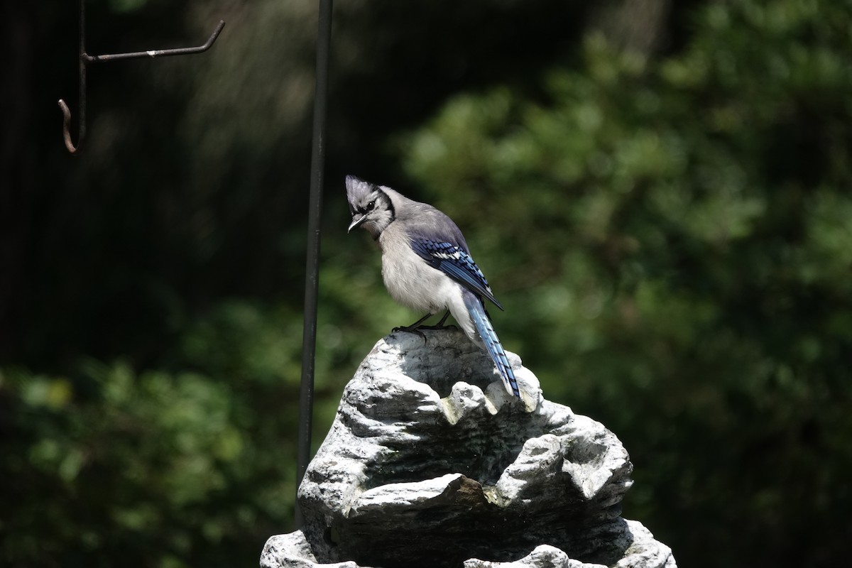 Blue Jay - ML620224428