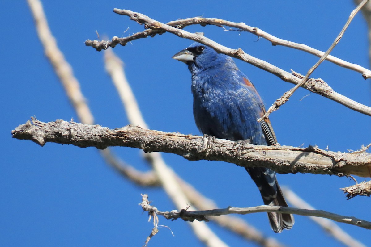 Blue Grosbeak - ML620224431