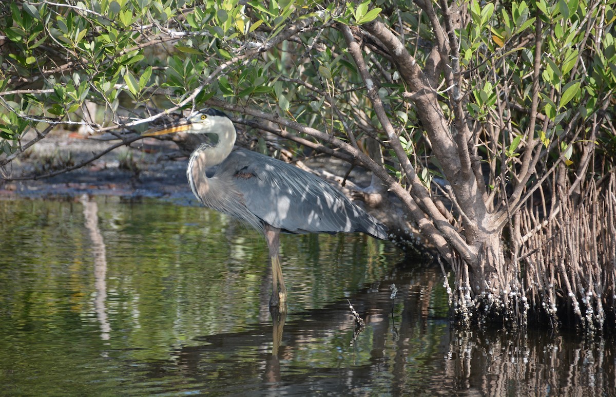 Great Blue Heron - ML620224433