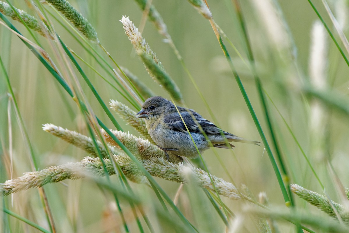 Lesser Goldfinch - ML620224434