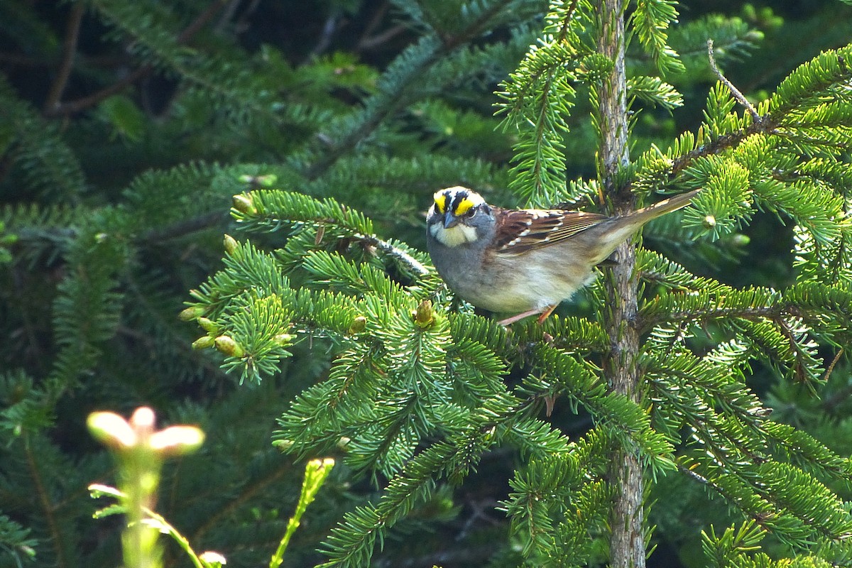 White-throated Sparrow - ML620224435