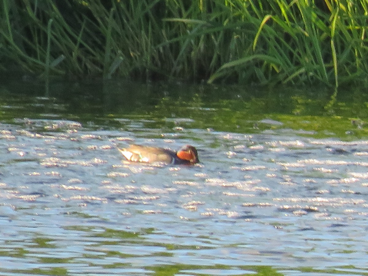 Wood Duck - ML620224437