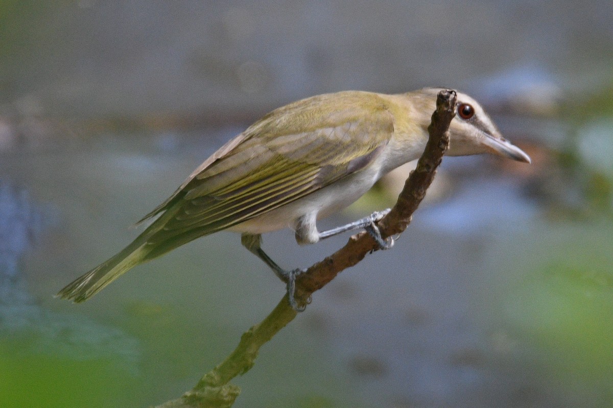 Red-eyed Vireo - ML620224439