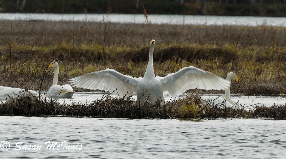 Whooper Swan - ML620224442