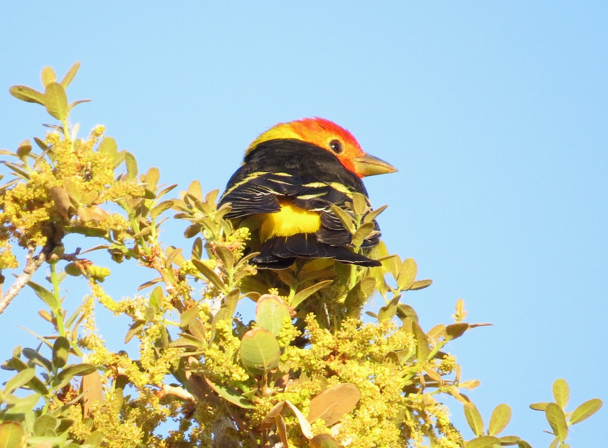 Western Tanager - ML620224445