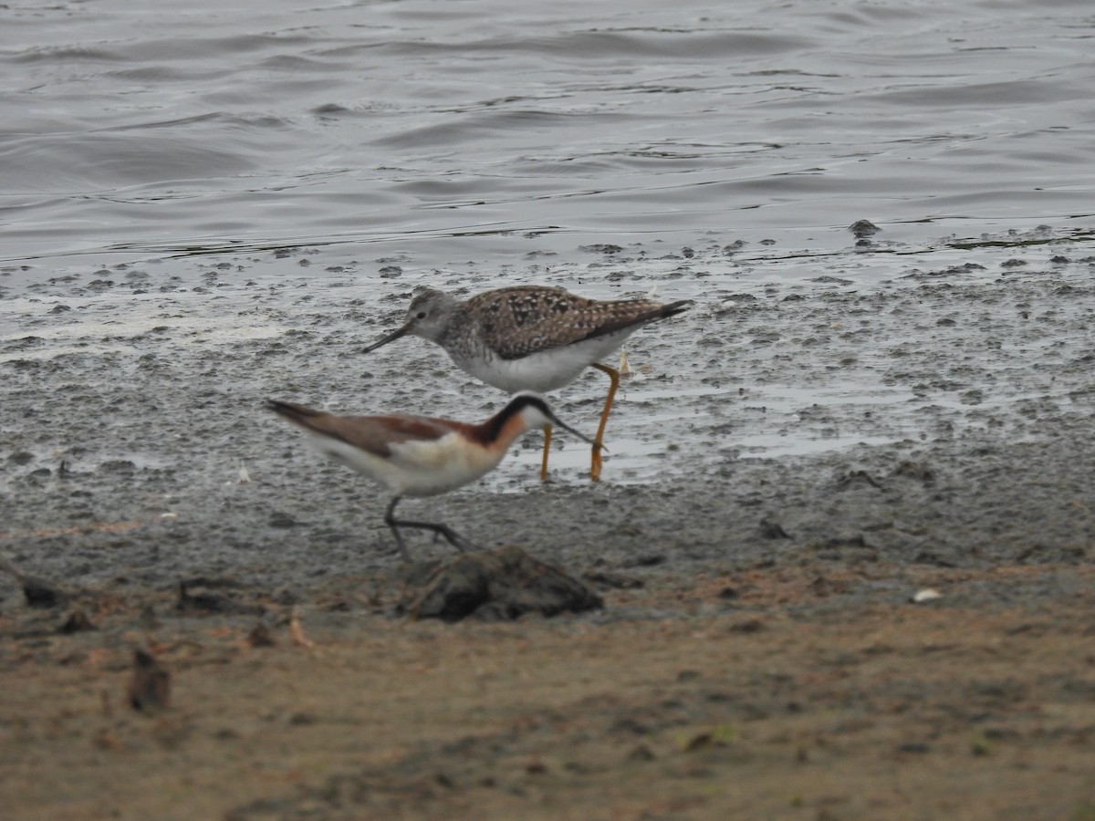 Lesser Yellowlegs - ML620224451