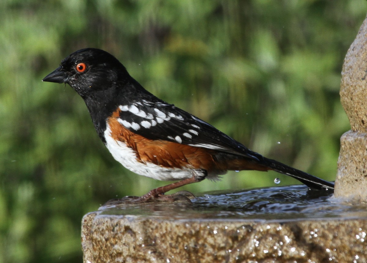 Spotted Towhee - ML620224454