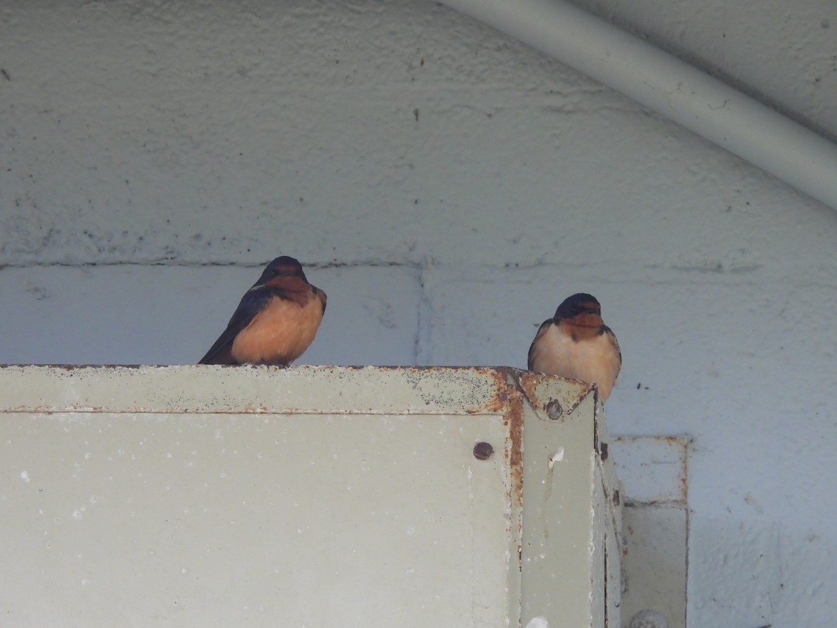 Barn Swallow - ML620224459