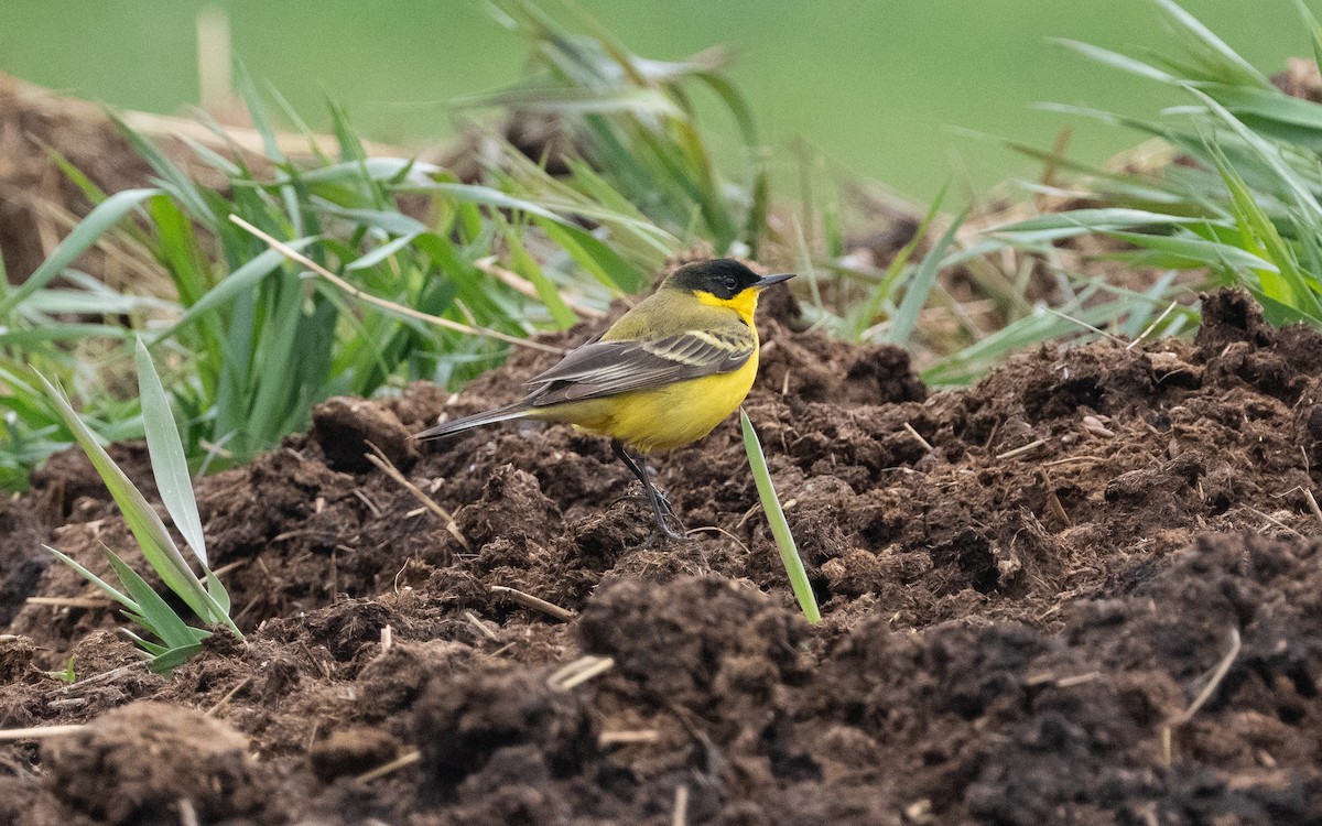 Western Yellow Wagtail (feldegg) - ML620224460